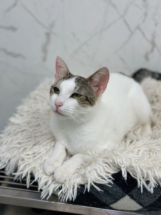 Adopție responsabilă București fetița de 7 luni