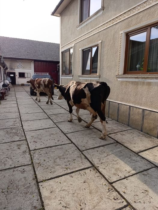 Doua Vaci de vânzare