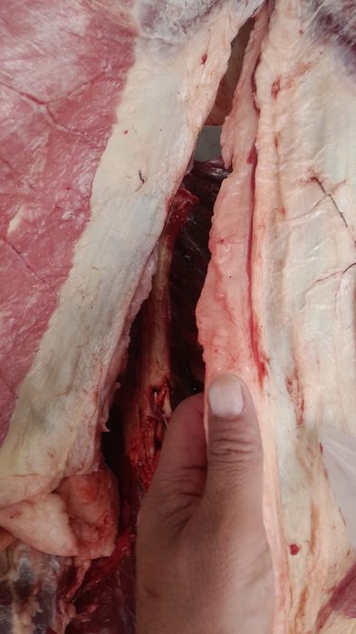 Жылқы  жылқы жылқы