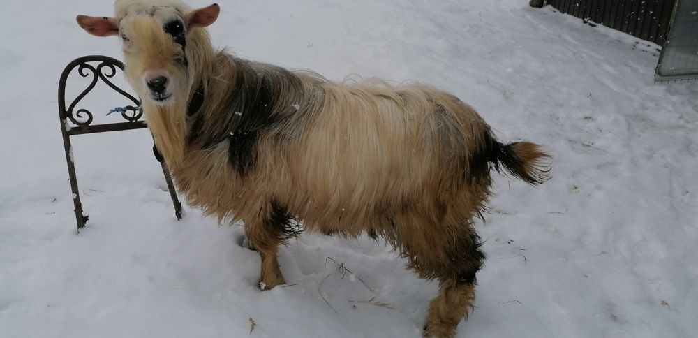 Vind țap de prasila