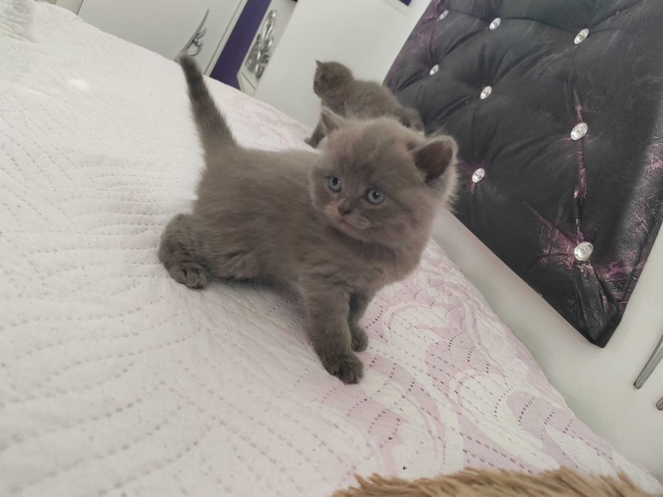Домашни любимци котки