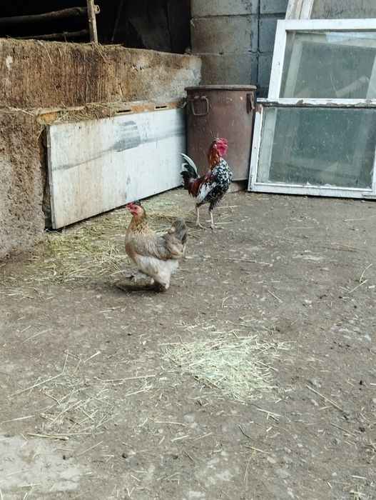 Продам парочку карликов