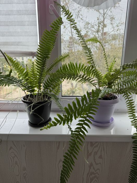 Комнатные цветы папоротник