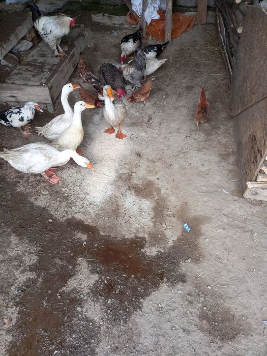 Vând gâini Brahms și rate mai multe rase