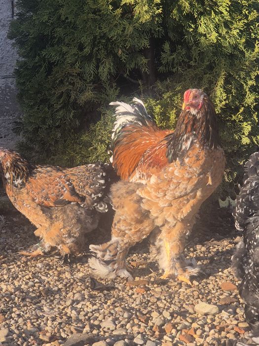 Ouă brahma portelan pentru incubat