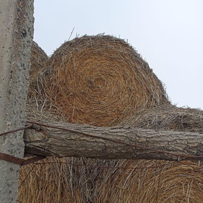 Сено в рулонах, ячмень.солома.