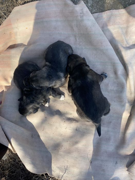 Овчарка кушыктеры