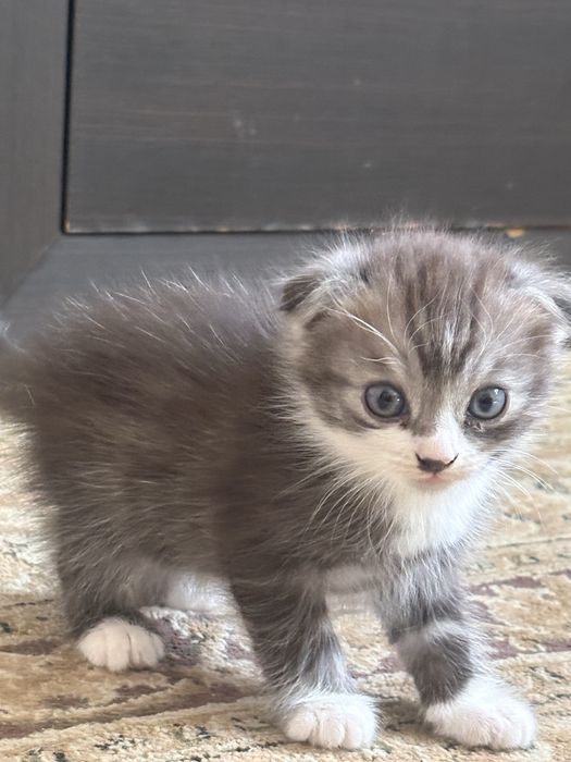 Продам кошка мальчик