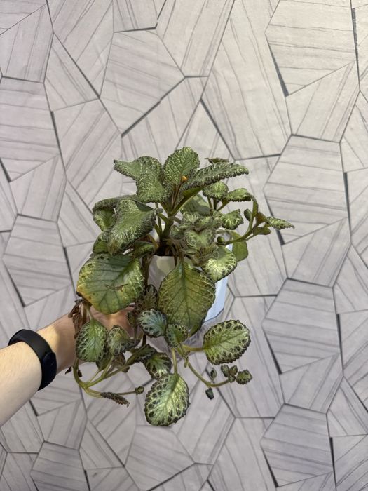 Продам Комнатные цветы