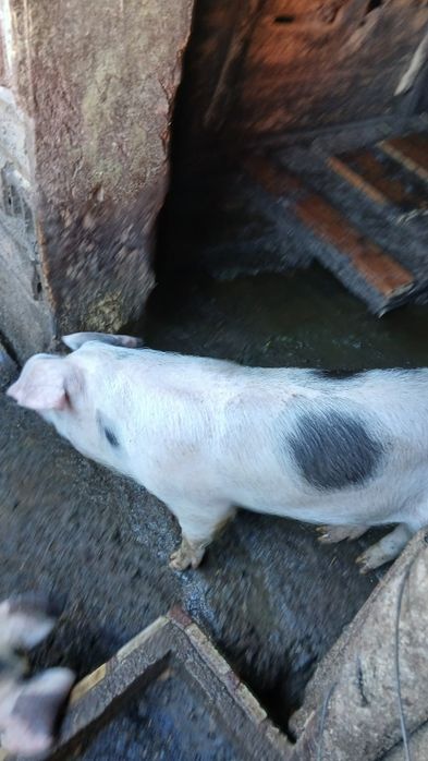 Домашни Прасета 4броики