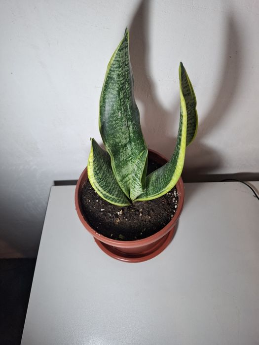 Продаются комнатные растения Сансевиерия