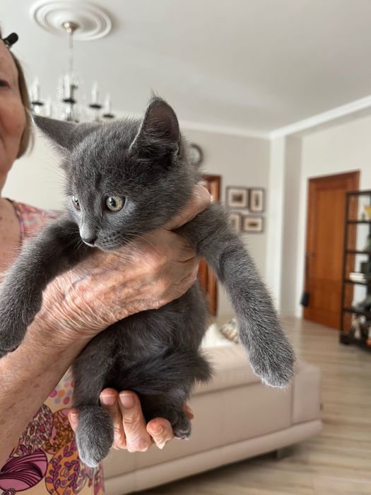 Котята, приученные к лотку, мальчики