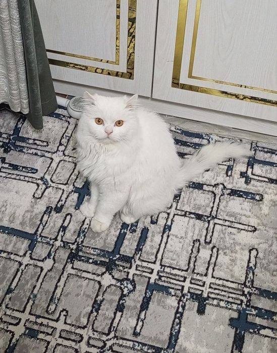 Shotlan oq heyland mushuk sotiladi