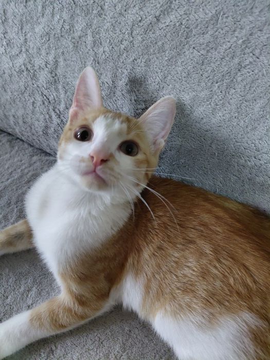 Отдам котёнка в добрые руки