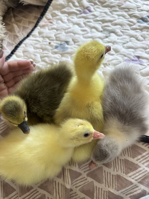 Продам гусят домашних.