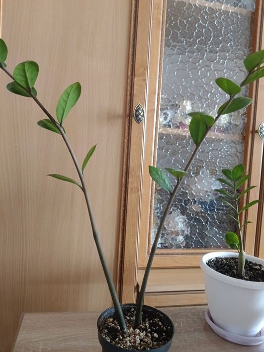 Замиакулькасы и Спатифиллум