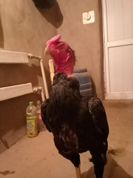 Продам петуха Вьетнам.