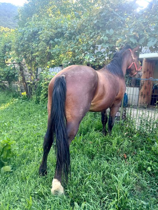 Mânz 3ani castrat foarte cuminte si blând
