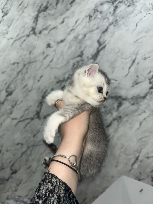 Шотландские шиншиллы котята