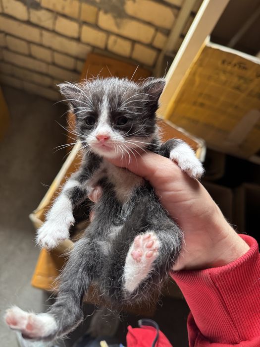 Котята полтора месяца. Очень красивые и игривые