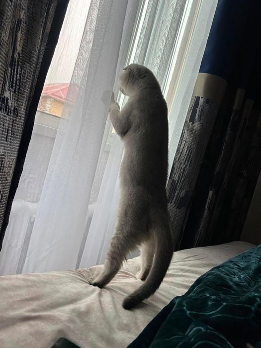 Скоттиш фолд кошка