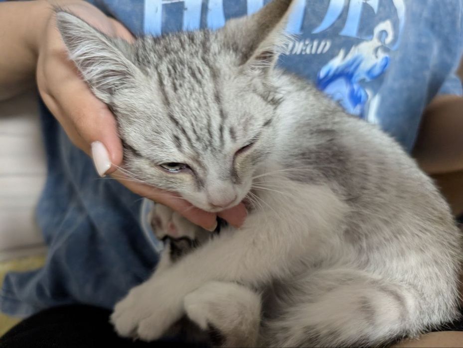 Отдам котенка в хорошие руки