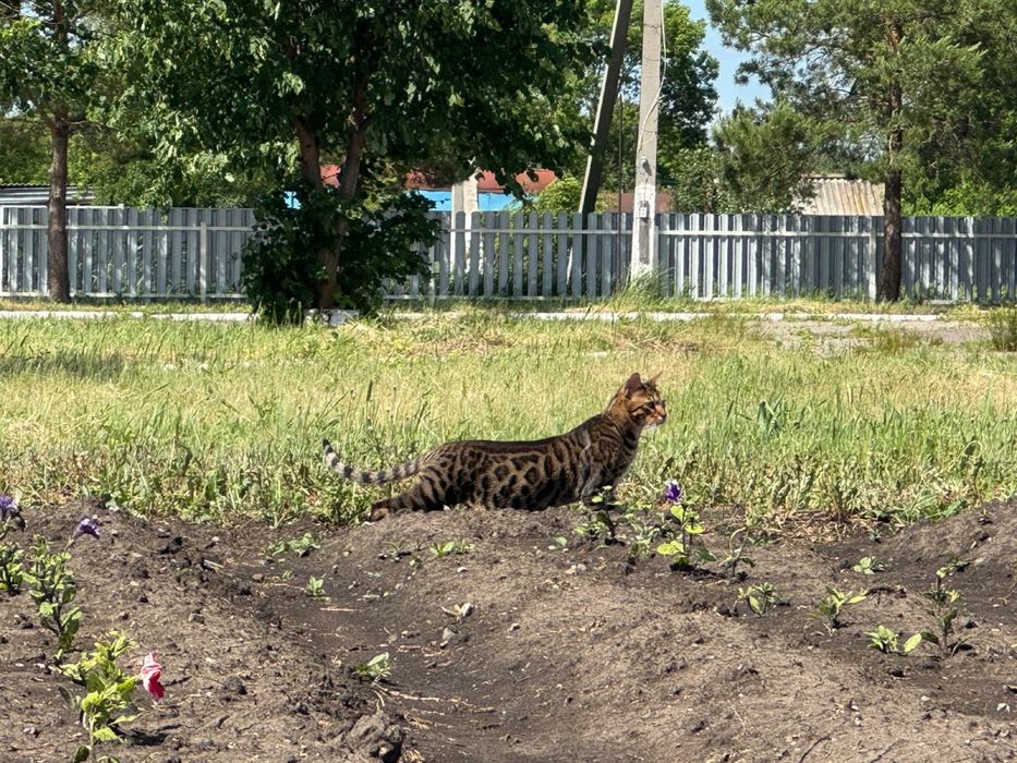 Продаю бенгальского кота