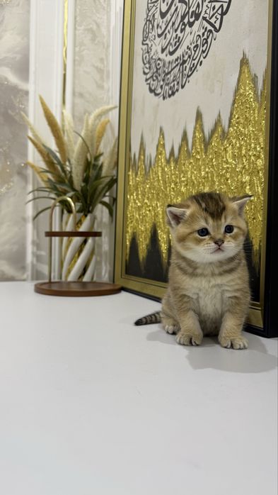 Котята,породистые