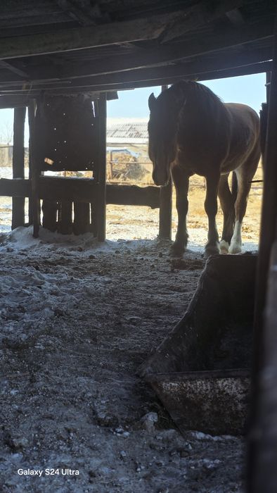 Продам жеребца тяжеловоза  2.8 возраст ,высота холки 170 см