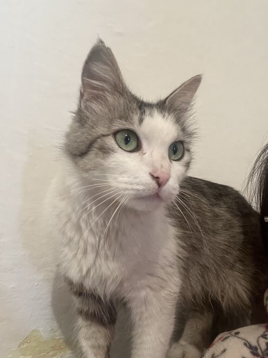 Отдам кошку в хорошие руки