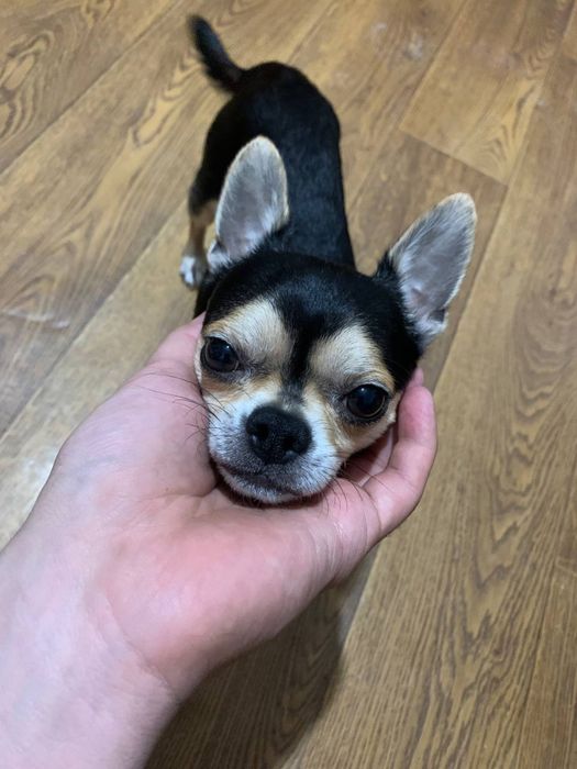 Chixuaxua kuchukchalar sotiladi (toza zot)