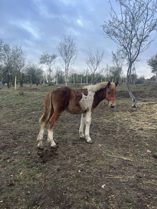 Vand manza tarcata de 5 luni