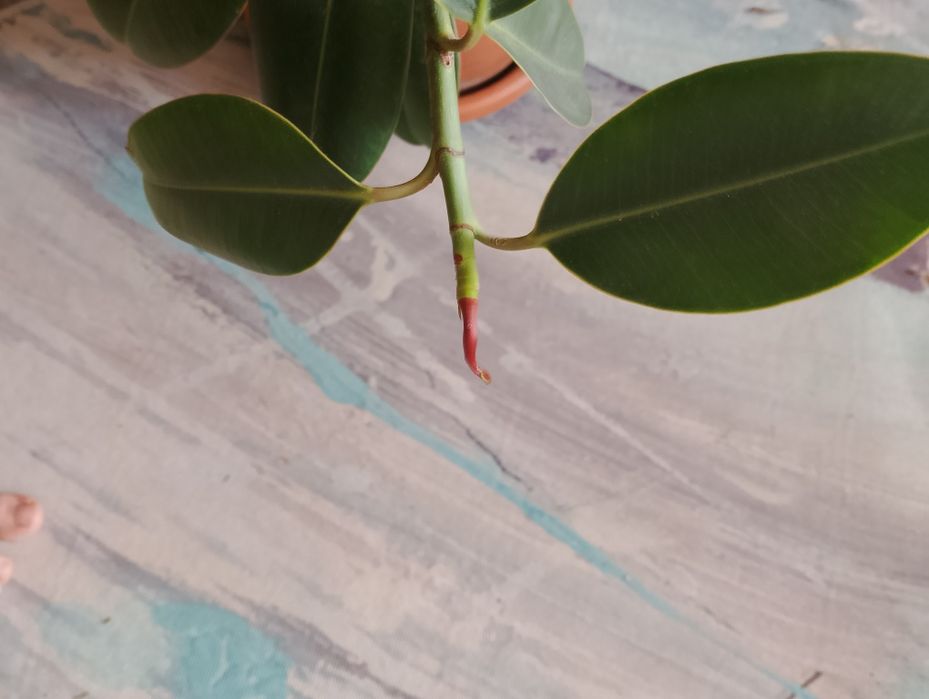 Продаю большой фикус Сарань