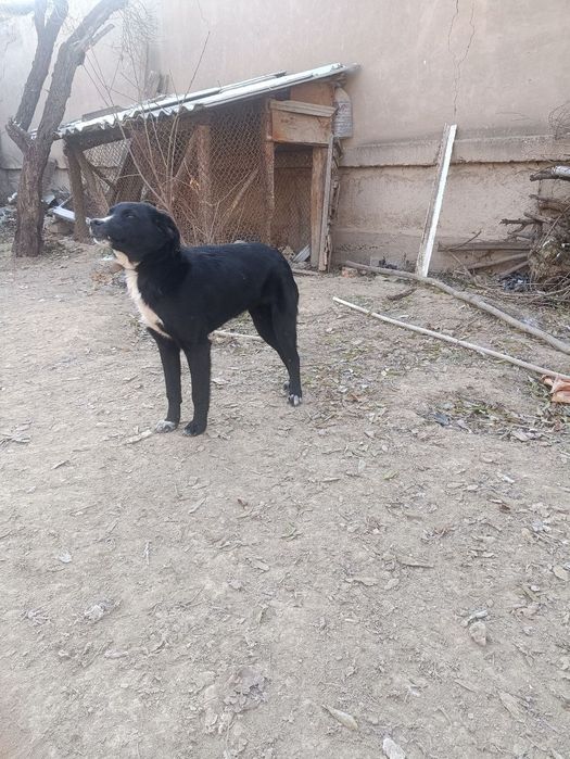 Пристраивается собака в хорошие руки