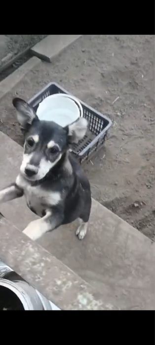Щенок в добрые руки