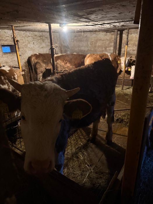 Taur, junincă și vițel Bălțată Românească de origine