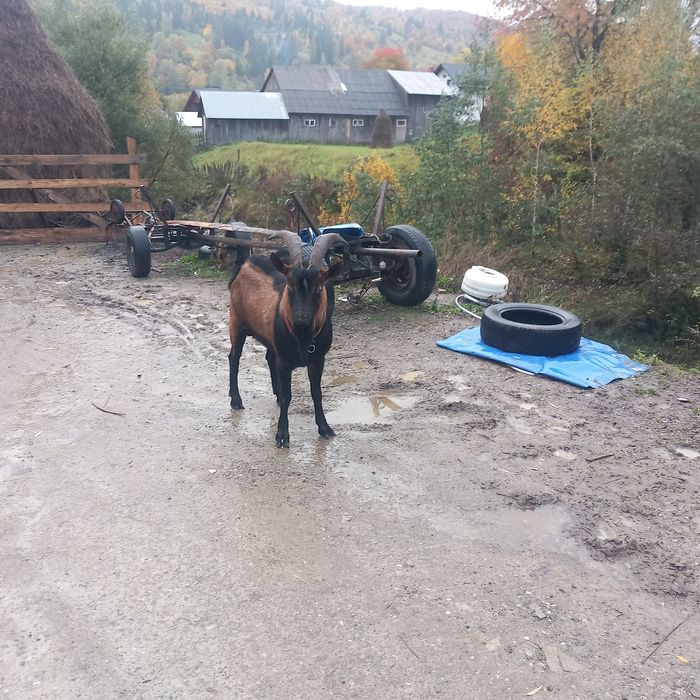 Vând capre alpine. Pataligeni • OLX.ro