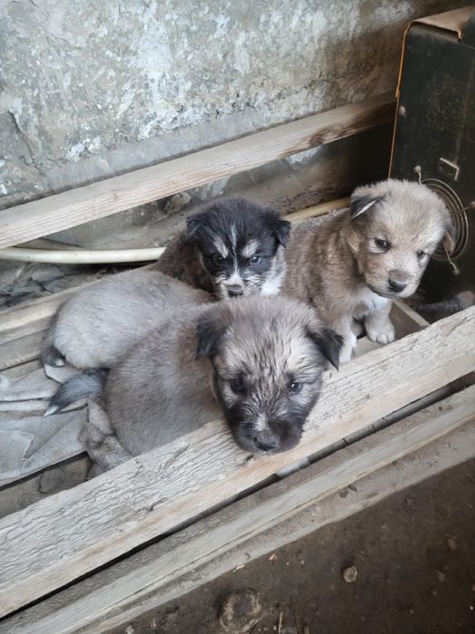 Отдам в хорошие руки