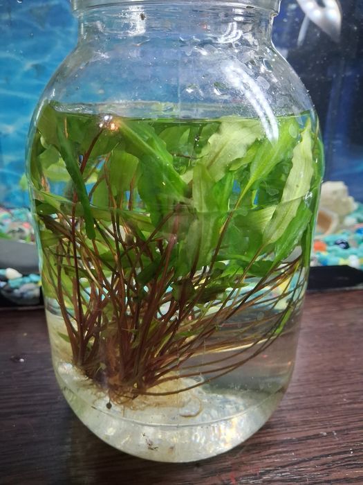 Водоросли в аквариум