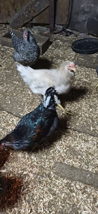 Продаю  домашних  петухов