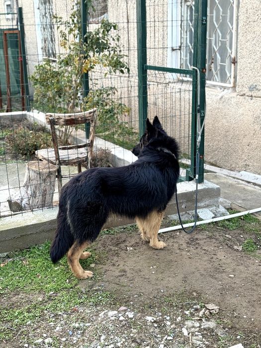 Немецкая овчарка