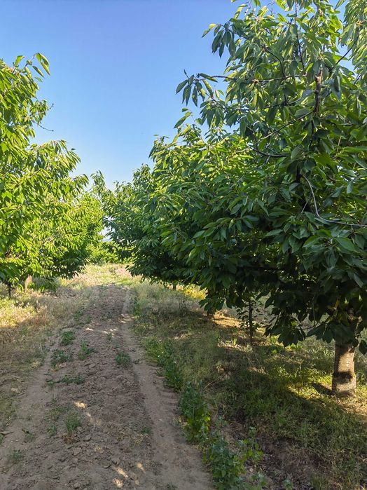 Продава се Земеделски имот в с. Виноградец, Област Пазарджик -  кв.м за 204 €/дка - Снимка #1