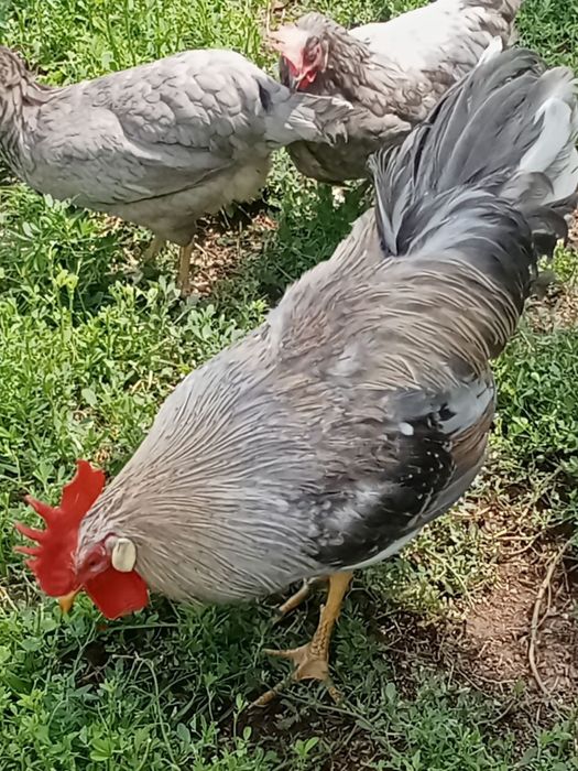 Легорн Изабелла 10 кунли жужалари