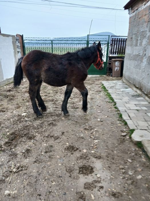 Mînji de vânzare de 5 luni