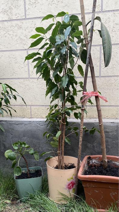 Комнатные растения