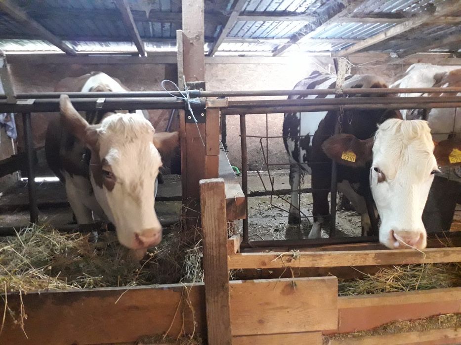 Vand vaci baltata romanească