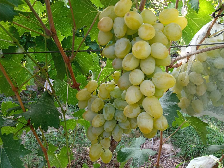 Виноград Сортовые саженцы