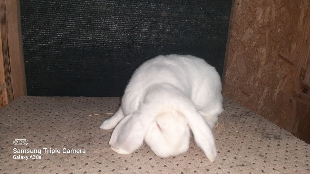 Mascul berbec german din 2025