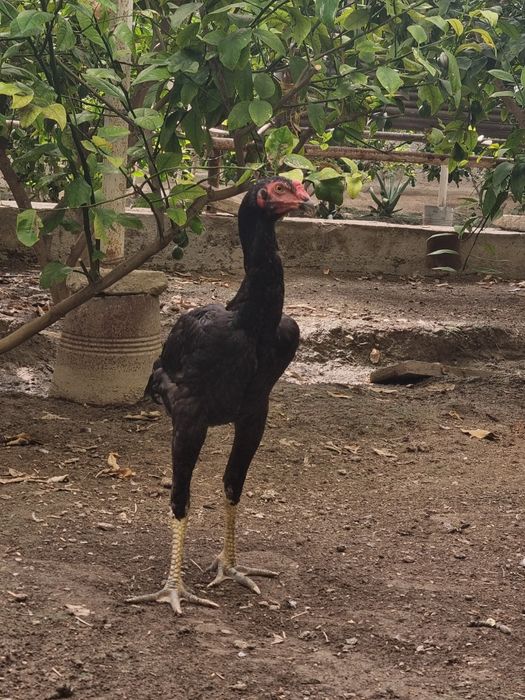 Dakan xoʻroʻzcha va mokioncha sotiladi