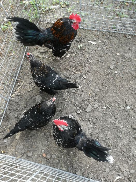 Găini pitice 2 perechi.